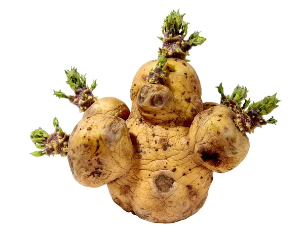 Проросли картоплі — стокове фото