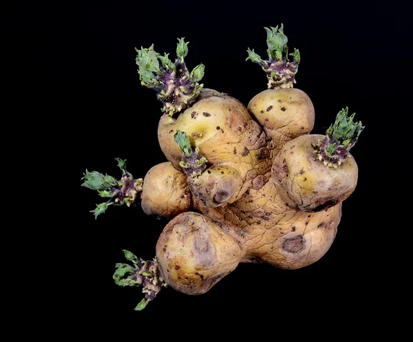 stock image Sprouted potato