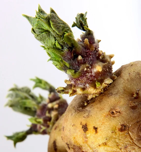 stock image Sprouted potato