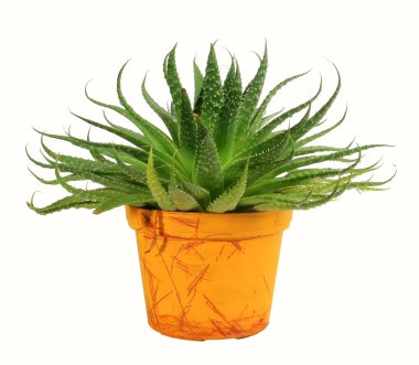 House plant clipart