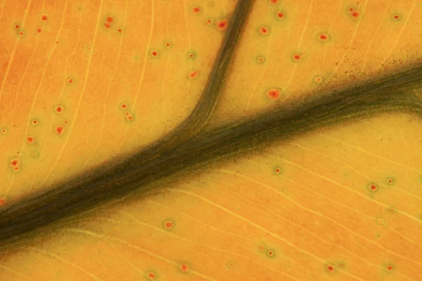 Stary wyschły liść — Zdjęcie stockowe