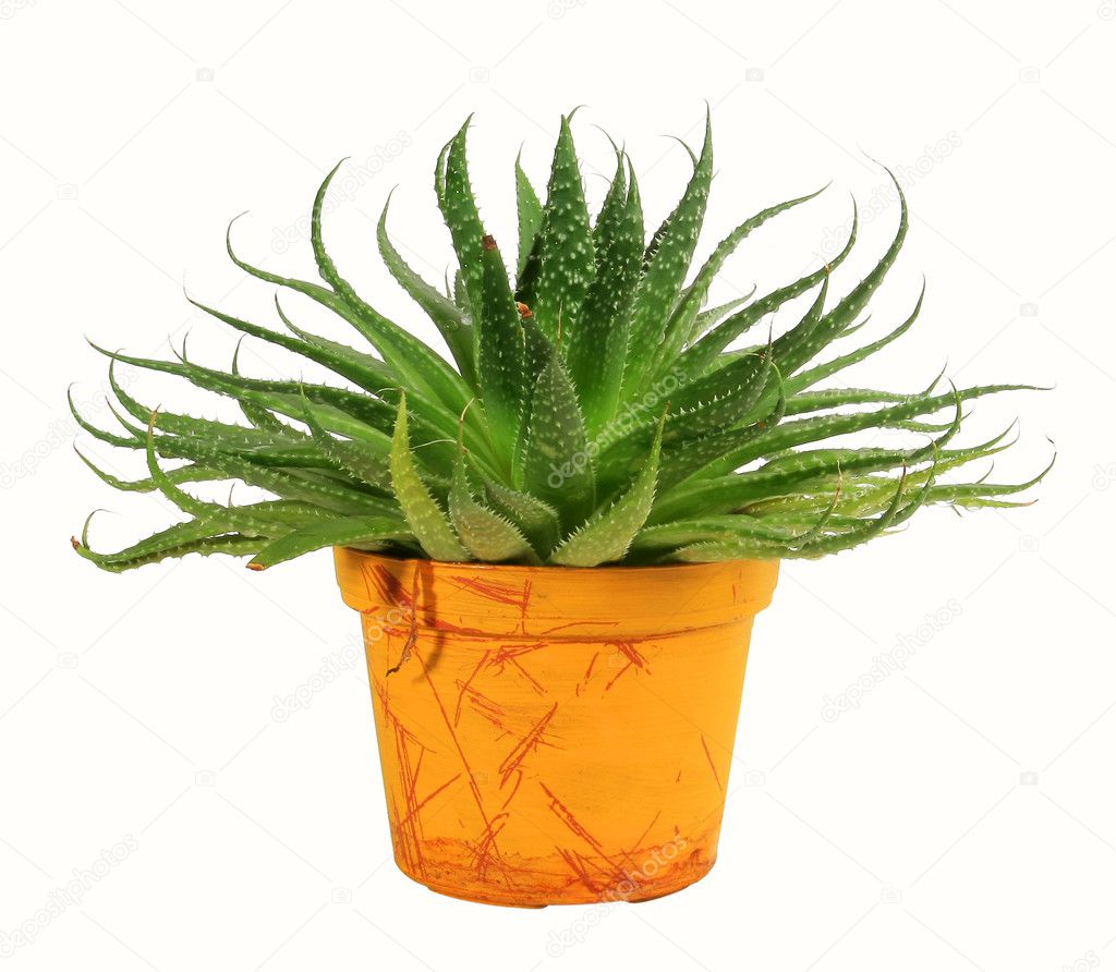 House Plant Stock Photo Avevstaf 1448077