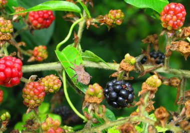 Blackberry
