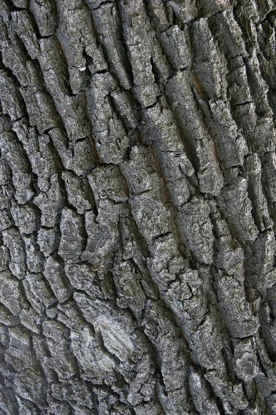 Thick bark — Stock Photo, Image