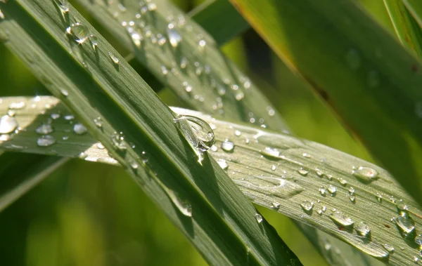Gotas de lluvia sobre la hierba —  Fotos de Stock
