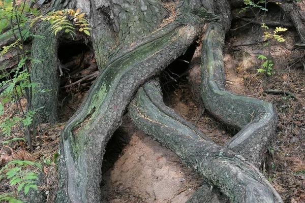 As raízes tecidas — Fotografia de Stock