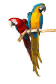 dva papoušci
