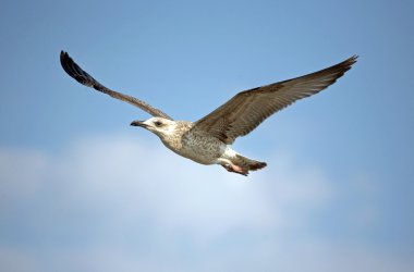 Flying seagull clipart