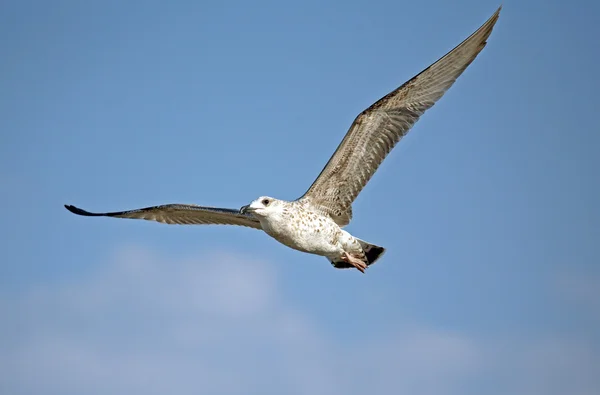 stock image Flying seagull