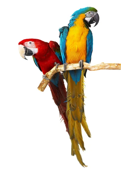 Zwei Papageien — Stockfoto