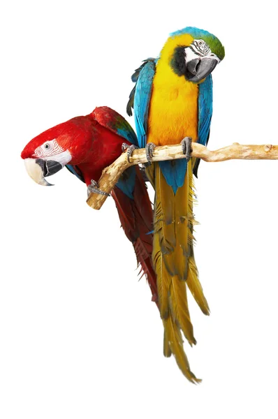 Twee papegaaien — Stockfoto