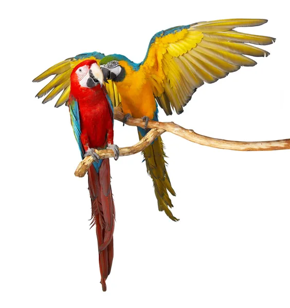 Dwie papugi — Zdjęcie stockowe