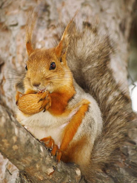 Squirrel with a nut on a branch — Stock Photo, Image