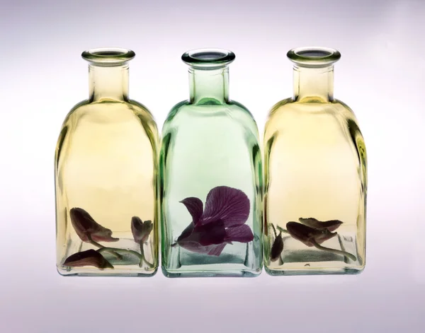 Tři láhve s květy — Stock fotografie