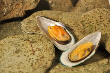 New Zeland Greenshell Mussels clipart