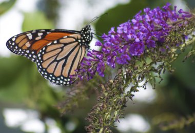 Monarch Danaus plexippus Butterfly clipart