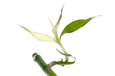 New Bamboo Leaf Grows clipart