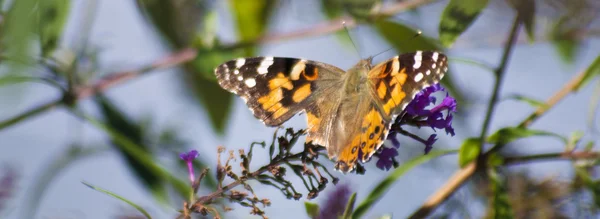 Americký lady butterfly — Stock fotografie
