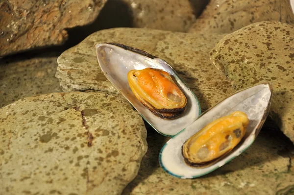 New Zeland Greenshell Mussels — Stock Photo, Image