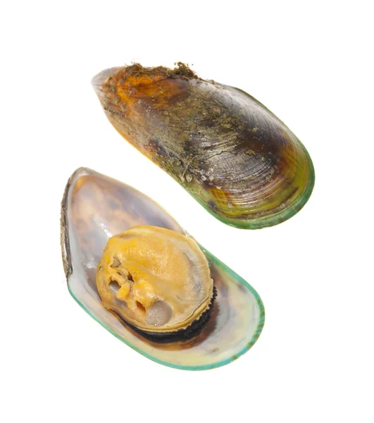 Nya zeland greenshell musslor — Stockfoto
