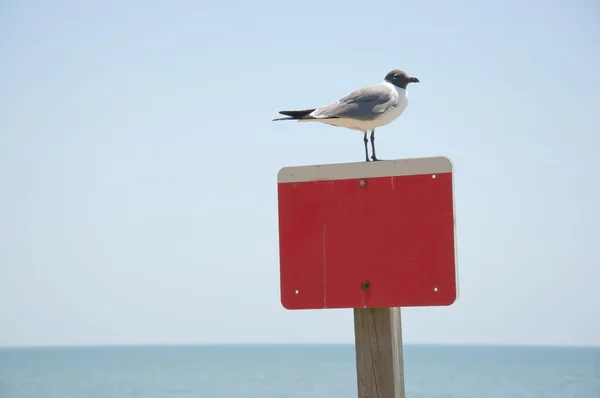 Красный знак на фоне океана и птицы — стоковое фото