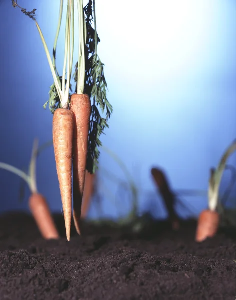 Giardino delle carote — Foto Stock