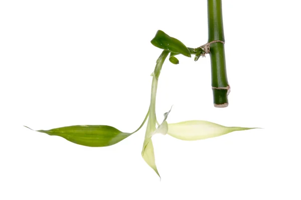 Nytt bambu blad växer — Stockfoto