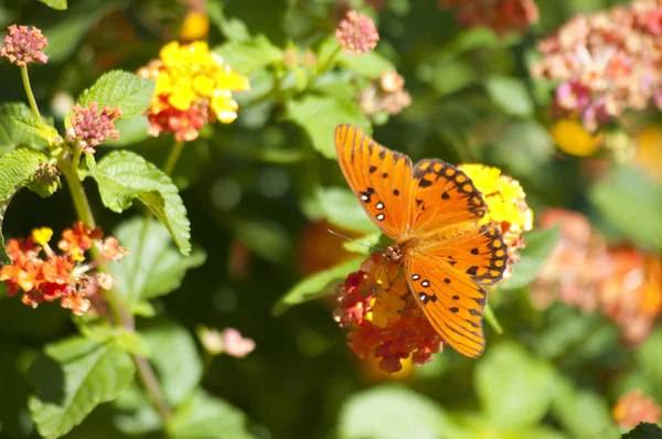 Oranžový motýl s květinami — Stock fotografie