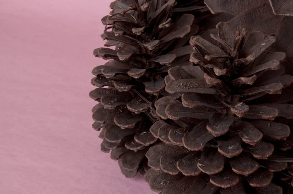 Pinecone e fundo rosa — Fotografia de Stock