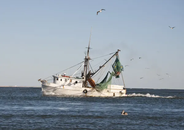 Vonóhálós garnélarák-halászó hajó a flock a sirályok — Stock Fotó