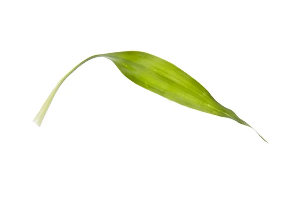 Einfaches grünes Blatt — Stockfoto