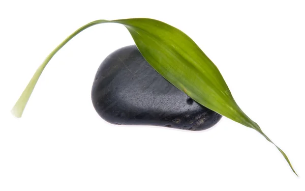 Простой зелёный лист с чёрным камнем — стоковое фото