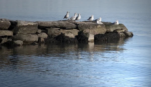 Морские чайки на берегу — стоковое фото