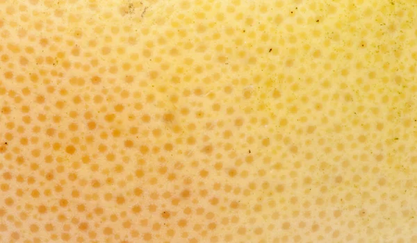 Grapefruit Skin Background — Stock Photo, Image