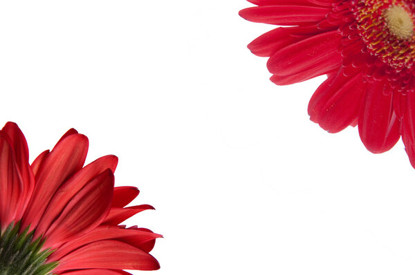 Red Gerbera Daisy Border showing the front and back of the flower. File includes Clipping Path.