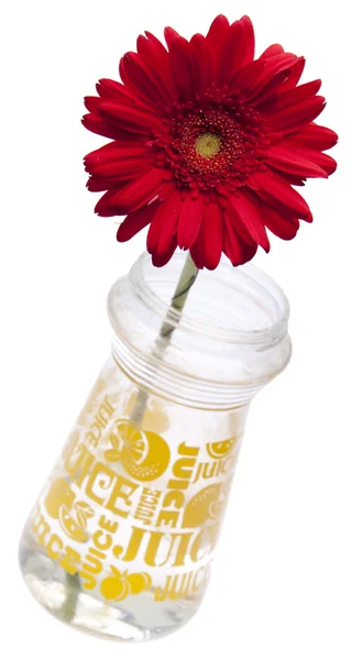 Gerbera Daisy in a Vase — Stock Photo, Image