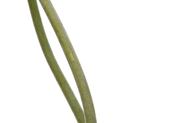 Естественный зеленый стволовый фон — стоковое фото