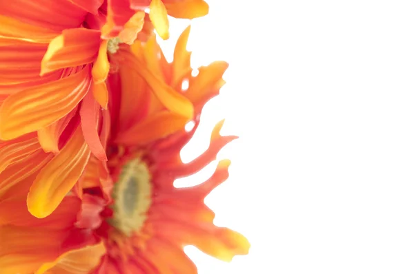 Röda och gula gerbera daisy bakgrund — Stockfoto