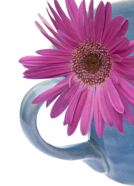 Lila Gänseblümchen im Kaffeebecher — Stockfoto