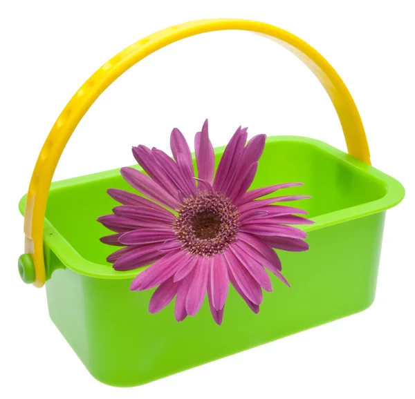 Fioletowy stokrotka w zielony koszyk — Zdjęcie stockowe