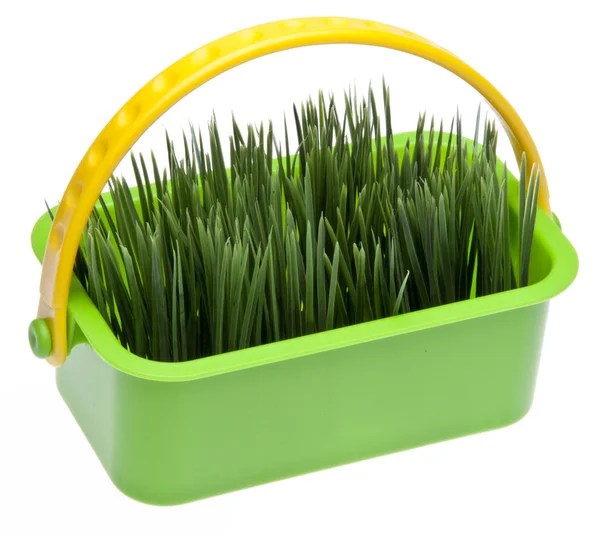 Hierba de primavera en una cesta verde vibrante — Foto de Stock
