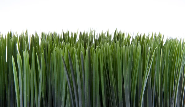Groen gras op wit — Stockfoto