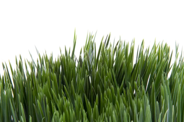 Grünes Gras auf Weiß — Stockfoto