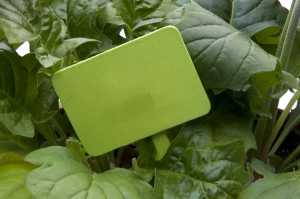 緑の葉の庭ステーキ — ストック写真