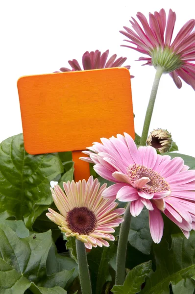 Rosa Gänseblümchen mit orangefarbenem Zeichen — Stockfoto