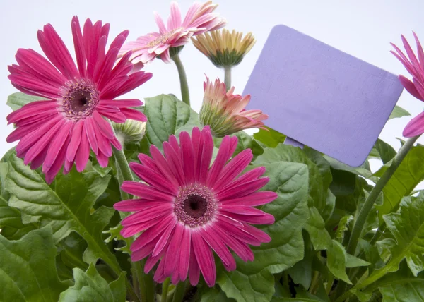 Pink Daisies with Blank Purple Sign — Stock Photo, Image