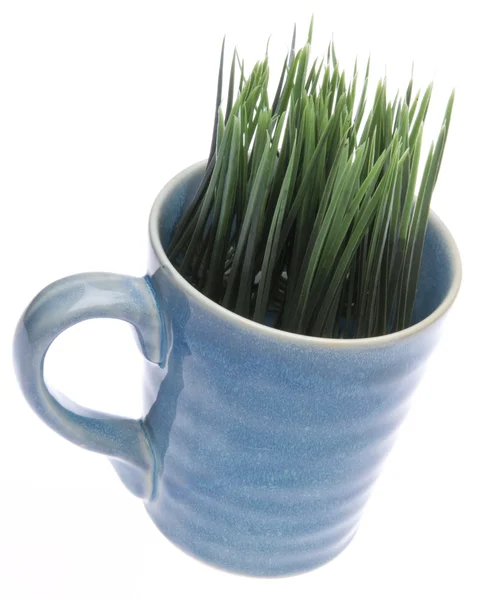 コーヒーのマグカップから成長する草 — ストック写真