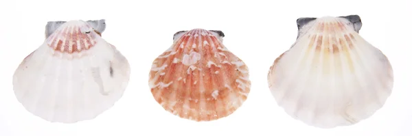 Seashell тріо — стокове фото