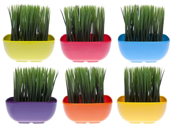 Set mit 6 lebendigen, mit Gras gefüllten Schalen — Stockfoto