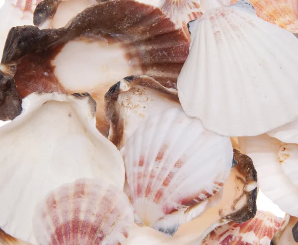 Seashell Background — Stock Photo, Image